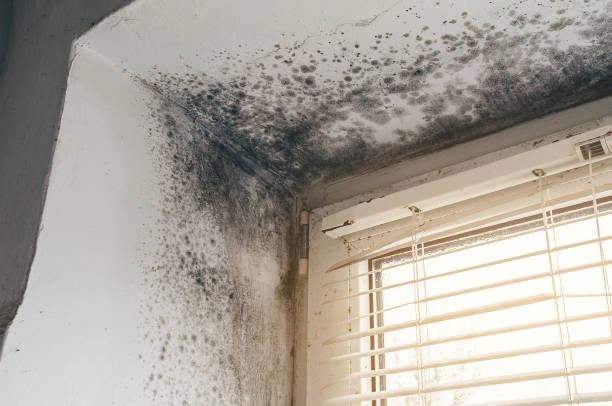 Affordable Mold Removal solutions in Barnesville, MN
